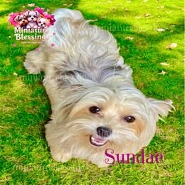 Morkie puppies from Miniature Blessings