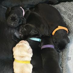 Labrador Retriever Puppies from Tripp Labradors