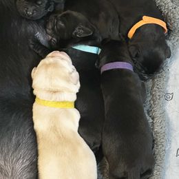Labrador Retriever Puppies from Tripp Labradors