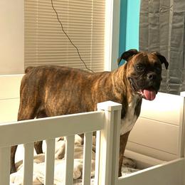 Ivy - Boxer