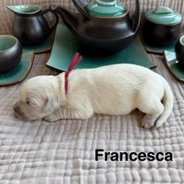 Francesca - Light golden female Golden Retriever puppy in Conroe, Texas from Tails of Cypress