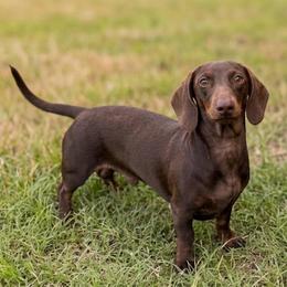 Java - Dachshund