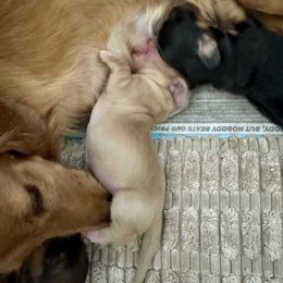 Bo - Cream male Dachshund puppy in Stoutland, Missouri from Farmhouse Dachshunds