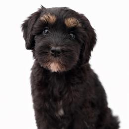 Muffin - Tri-color female Australian Labradoodle puppy in Londonderry, New Hampshire from Granite State Labradoodles