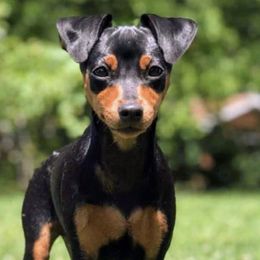 Miniature Pinschers from Mad MinPin House of Illinois