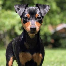 Miniature Pinschers from Mad MinPin House of Illinois