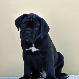 Pablo - Black male Cane Corso puppy in Ashland, Ohio from Ruben Cane Corso