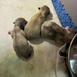 Girl 1 - Black sabled fawn female Chihuahua puppy in Westport, New York from Chantilly chihuahuas