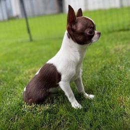 Chichorina - Chocolate and white female Chihuahua puppy in Brooklyn, New York from ,, Vajda” chihuahua club
