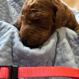 Pink Collar - Red  female Poodle puppy in Henagar, Alabama from Windy Oak Kennels