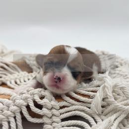 Slinky - 1800 full fluffy - Sable female Pembroke Welsh Corgi puppy in Rozet, Wyoming from Hayday Ranch Corgis