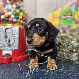 WSN1-1 - Black and tan male Dachshund puppy in Martin City, Montana from FleuryDachs