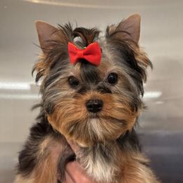 Joshua - Blue and gold male Yorkshire Terrier puppy in Portland, Oregon from Bohemian Beauty Yorkshire Terrier