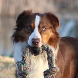 Hudson - Australian Shepherd