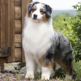 Billy-Ray - Australian Shepherd