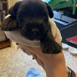 Miniature Schnauzer and Poodle Puppies from Bits & Bytes Farm