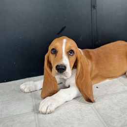 Basset Hound Puppies from Central Kentucky Basset Hounds