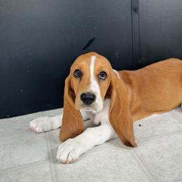 Basset Hound Puppies from Central Kentucky Basset Hounds