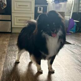 Pomeranian puppies from Peachy Pomeranians