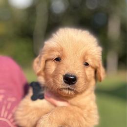 Black - Golden male Golden Retriever puppy in Albany, Georgia from Sassafras Goldens