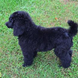 Poodle Puppies from D and D Standard Poodles