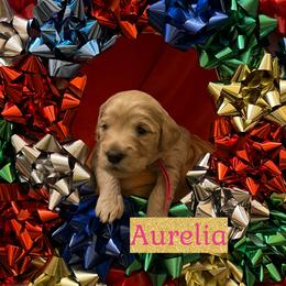 Aurelia - Apricot female Goldendoodle puppy in Stroudsburg, Pennsylvania from Momma’s Mini Goldendoodles