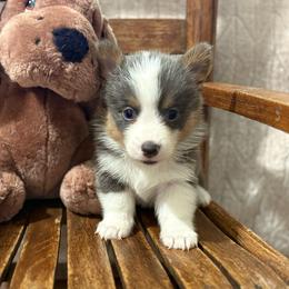 Annie - Gray and white female American Corgi puppy in Decatur, Texas from Bar S Corgis