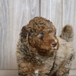 Truffle - Brown merle male Aussiedoodle puppy in Vallejo, California from Well Rooted Doodles