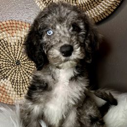 Aussiedoodle and Goldendoodle Puppies from Toledo Creek Doodles