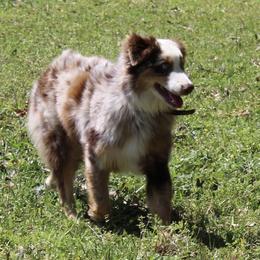 Marley - Australian Shepherd