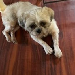 Shih Tzus and Shorkies from Joann's Pups