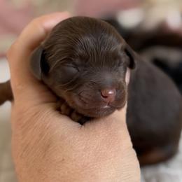 Junie B Jones - Chocolate female Cavapoo puppy in Beckley, West Virginia from By Design Doodles