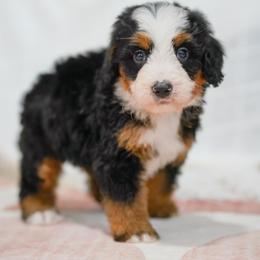 Charlie - Tri-color male Bernedoodle puppy in Dundee, Ohio from Down Home Doodle