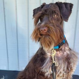 Romeo - Miniature Schnauzer