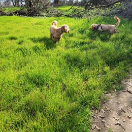 Goldendoodle Puppies from Doodle Love 559