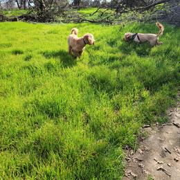 Goldendoodle Puppies from Doodle Love 559