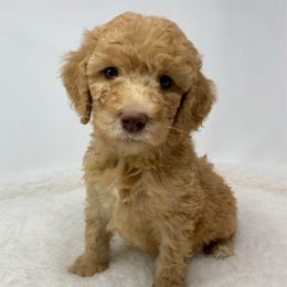 Copper - Red  male Goldendoodle puppy in Calhoun, Georgia from FamilyLoved Doodles