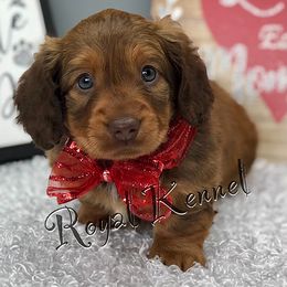 Dachshund Puppies from The Royal Kennel
