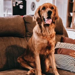 Goldendoodles and Golden Retrievers from Pawplar Goldens