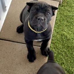 Yellow Collar Black Girl - Black female Cane Corso puppy in Ocala, Florida from Worldwide Kennels