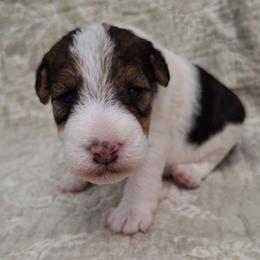 Girl 3 - White black and tan female Wire Fox Terrier puppy in Lancaster, Missouri from Missouri Meadows Farm