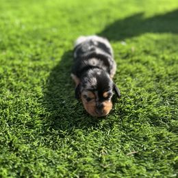 Lucy - Dapple female Dachshund puppy in Indiantown, Florida from Turquoise River Minature Dachshunds