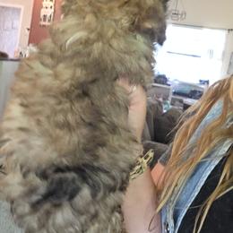 Charlee - Sable male Schnoodle puppy in Galena, Illinois from Perry's doodles