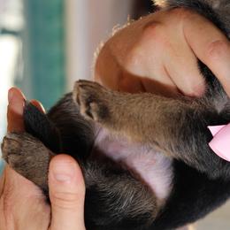 German Shepherd Puppies from Broward Shepherds