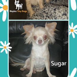 Sugar - Chihuahua