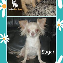 Sugar - Chihuahua