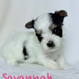 Akc Savannah - Black tan and white female Biewer Terrier puppy in Cartersville, Georgia from Alpha Tiny Paws