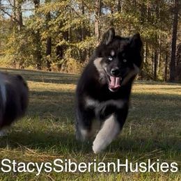 Juju - Black male Siberian Husky puppy in Savannah, Georgia from Stacy's Siberian Huskies