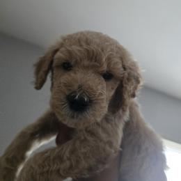 Fern - Brown and white female Sheepadoodle puppy in Woonsocket, Rhode Island from Regalpups