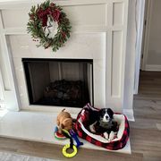 Border Collie and Bordoodle Puppies from Pecan Grove Acres’ Pups